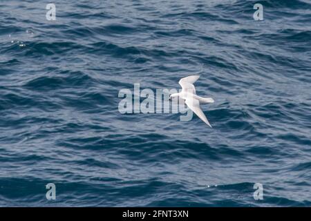 Schneesturmläufer (Pagodroma nivea) Flug von Shag Felsen zwischen südgeorgien und dem falkland inseln im südatlantik Stockfoto