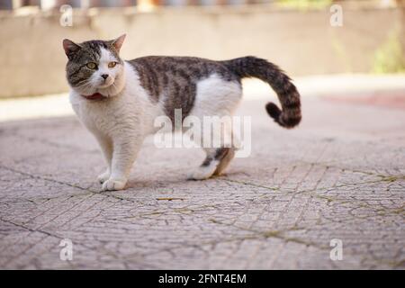 Die hübsche Katze mit Kragen läuft auf dem Bürgersteig Stockfoto