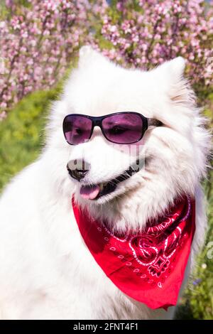 Flauschig weißer Samoyed Hund mit Brille auf dem Hintergrund Ein blühender Busch.Vertikale Ausrichtung Stockfoto