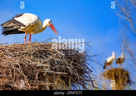 Storch säubert sein Storchennest. Stockfoto