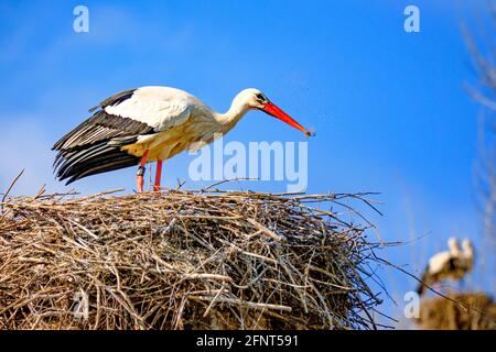 Storch säubert sein Storchennest. Stockfoto