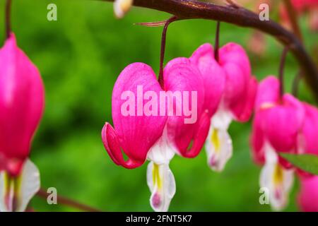 Dicenter rosa Blüten in Form von Herz auf dem Hintergrund von grünem Gras, Makro-Foto Stockfoto