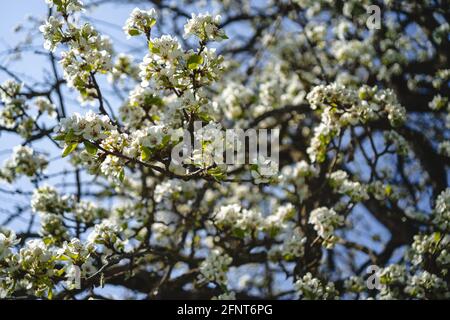 Im Frühjahr sprießende Knospen auf alten Bäumen - alles beginnt Zum Blühen Stockfoto