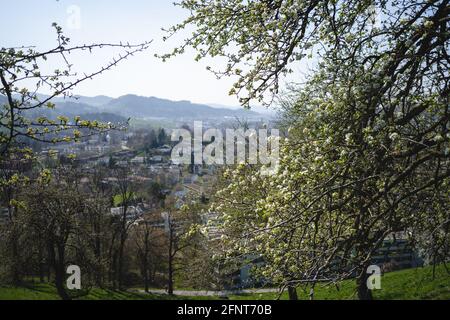 Im Frühjahr sprießende Knospen auf alten Bäumen - alles beginnt Zum Blühen Stockfoto