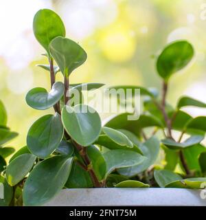 Zimmerpflanze peperomia in einem weißen Topf auf der Fensterbank Am Fenster Stockfoto