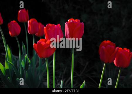 Rote Tulpen auf dunklem Hintergrund zur goldenen Stunde Im Garten in Polen Stockfoto