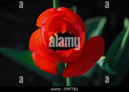 Rote Tulpe auf dunklem Hintergrund zur goldenen Stunde Im Garten Stockfoto