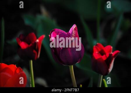 Bunte Tulpen auf dunklem Hintergrund zur goldenen Stunde Im Garten in Polen Stockfoto