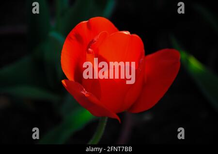 Rote Tulpe auf dunklem Hintergrund zur goldenen Stunde Im Garten Stockfoto