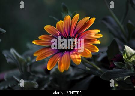 Nahaufnahme einer bunten, lebendigen, einzelnen Gänseblümchen - osteospermum ecklonis im Garten an der goldenen Gour auf grünem Hintergrund. Stockfoto
