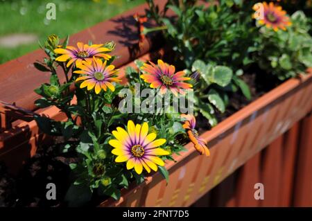 Nahaufnahme einer bunten, lebendigen Gänseblümchen - osteospermum ecklonis in der Box im Garten an einem sonnigen Tag Stockfoto