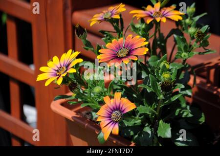 Nahaufnahme einer bunten, lebendigen Gänseblümchen - osteospermum ecklonis in der Box im Garten an einem sonnigen Tag Stockfoto