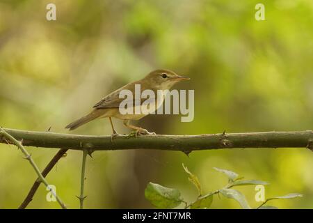 Blyth's Schilfrohrsänger (Acrocephalus dumetorum) in Thol Bird Sanctuary, Mehsana, Gujarat, Indien Stockfoto