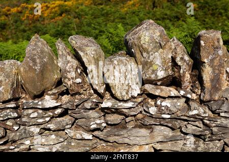 Detail einer Trockensteinmauer im englischen Lake District. Flechten wächst an der Wand. Stockfoto