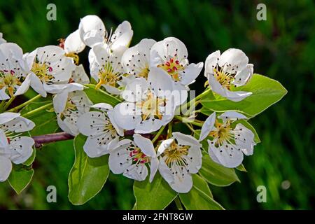 Nahaufnahme von weißen Birnenblüten auf einem Zweig auf dunkelgrünem Hintergrund. Stockfoto