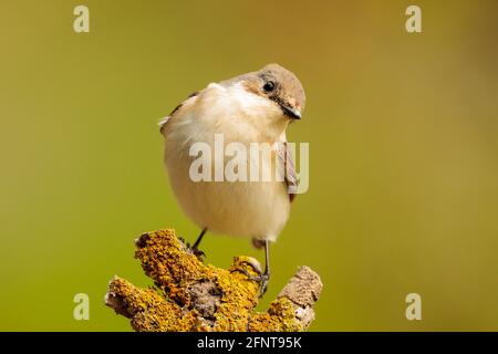 Hochsitzige weibliche Riedschnäpper Ficedula hypoleuca , Malta Stockfoto