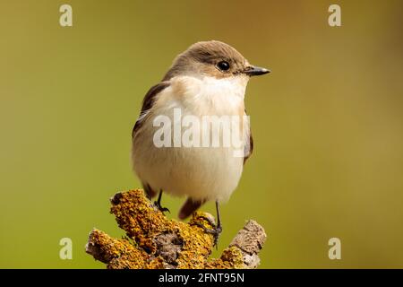 Sitzend weibliche Riedschnäpper Ficedula hypoleuca. Malta Stockfoto
