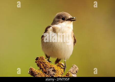 Hochsitzige weibliche Riedschnecke Ficedula hypoleuca, Malta Stockfoto