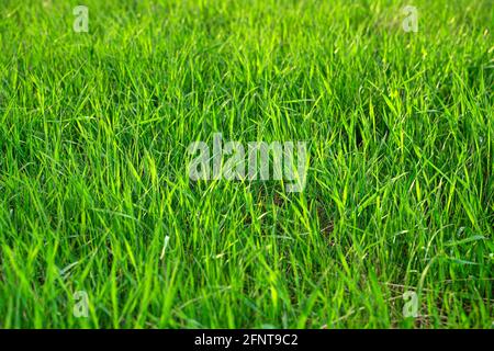 Saftiges grünes Gras aus nächster Nähe in der Sonne. Selektiver Fokus. Sommerhintergrund. Stockfoto