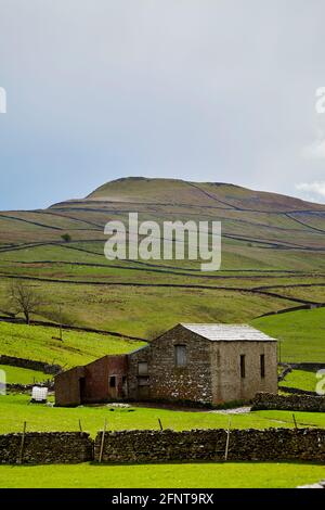 Steinerne Scheune, Felder und fiel. Yorkshire Dales. Stockfoto