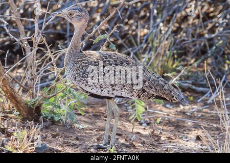 Einsamer Rotkappenkorhaan oder Trappe (Lophotis ruficrista) in der Nähe stehend im Buschveld im Krüger National Park, Südafrika Stockfoto