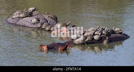 Zwei Nilpferde in einem Wasserloch, das mit Wasserschildkröten bedeckt ist und auf ihrem Rücken im Kruger National Park, Südafrika, reitet Stockfoto