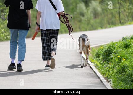 Zwei Teenager laufen den Hund an der Leine im Park Stockfoto