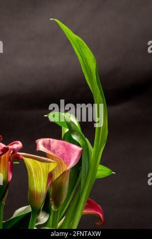 Rote Calla mit dunklem Hintergrund, auch Zantedeschia Aethiopica genannt Stockfoto