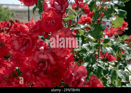 Rosa gallica, die Gallenrose, französische Rose oder Rose von provins, ist eine blühende Pflanze aus der Familie der Rosen, die im südlichen und mittleren eur beheimatet ist Stockfoto