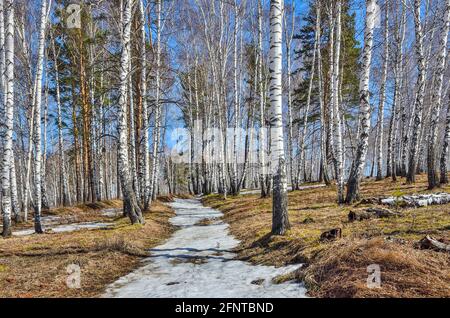 Der frühe Frühling Landschaft im weißen transparenten Birkenwald mit Patches der schmelzenden Schnee, Gelb trockenes Gras und der strahlend blaue Himmel mit weißen Wolken-su Stockfoto