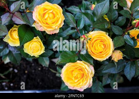 Verschiedene Sorten von Rosen im Freien in einem Blumenbeet als Dekoration des Parks. Frühling Stockfoto