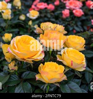 Verschiedene Sorten von Rosen im Freien in einem Blumenbeet als Dekoration des Parks. Frühling Stockfoto