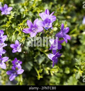 Campanula ist eine von mehreren Gattungen blühender Pflanzen aus der Familie der Campanulaceae mit dem gemeinsamen Namen Glockenblume. Quadratischer Rahmen Stockfoto