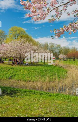 Stadt, Riga, Lettland. Sakura Park im Park. Reisefoto.08.05.2021 Stockfoto