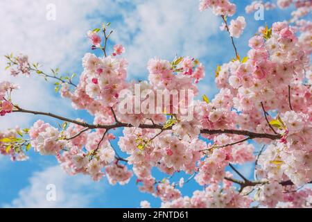 Stadt, Riga, Lettland. Sakura Park im Park. Reisefoto.08.05.2021 Stockfoto