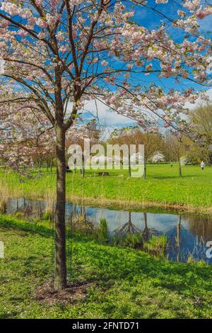 Stadt, Riga, Lettland. Sakura Park im Park. Reisefoto.08.05.2021 Stockfoto