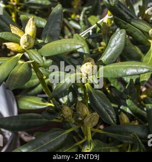 Rhododendron Haaga. Finnische Zucht immergrüner Rhododendron. Unglaublich schön und absolut winterhart. Stockfoto