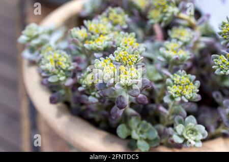 Sedum von blassgrüner Farbe mit gelben Blüten in einem Tontopf. Fragment der Dekoration des Gartens Stockfoto