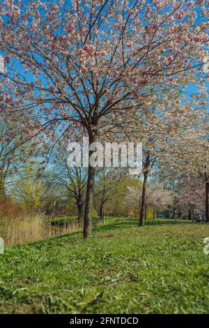 Stadt, Riga, Lettland. Sakura Park im Park. Reisefoto.08.05.2021 Stockfoto