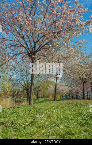 Stadt, Riga, Lettland. Sakura Park im Park. Reisefoto.08.05.2021 Stockfoto