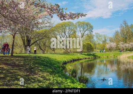 Stadt, Riga, Lettland. Sakura Park im Park. Reisefoto.08.05.2021 Stockfoto