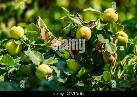 Reife Früchte von gelber Quitte. Ein Haufen gelber Quitten wächst auf dem Busch auf dem Land. Stockfoto