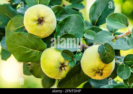 Reife Früchte von gelber Quitte. Ein Haufen gelber Quitten wächst auf dem Busch auf dem Land. Stockfoto