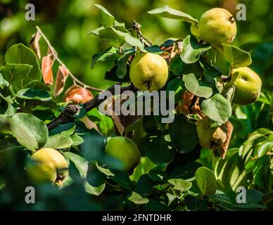 Reife Früchte von gelber Quitte. Ein Haufen gelber Quitten wächst auf dem Busch auf dem Land. Stockfoto