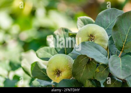 Reife Früchte von gelber Quitte. Ein Haufen gelber Quitten wächst auf dem Busch auf dem Land. Stockfoto