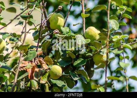 Reife Früchte von gelber Quitte. Ein Haufen gelber Quitten wächst auf dem Busch auf dem Land. Stockfoto