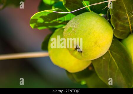 Reife Früchte von gelber Quitte. Ein Haufen gelber Quitten wächst auf dem Busch auf dem Land. Stockfoto