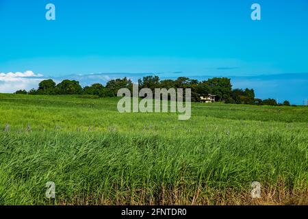 Grünes Feld mit blauem Himmel im Hintergrund. Stockfoto