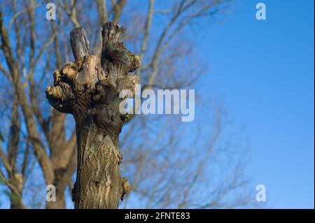 Vor kurzem beschnitten pollard Weide an einem sonnigen Tag in der Wintersaison mit blauem Himmel Stockfoto