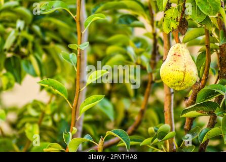 Reife Frucht des Birnenbaums Baldachin Stockfoto